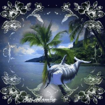 les dauphins