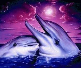 les dauphins
