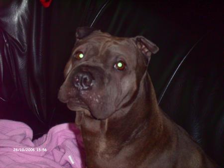voila le chien a Elodie