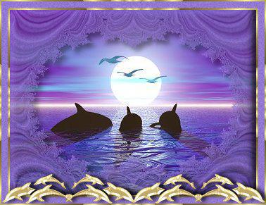 les dauphins