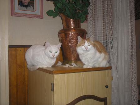 blanchette et friskette