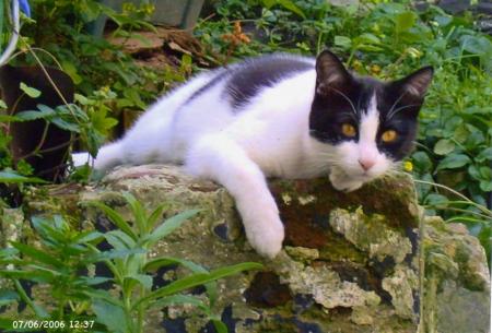 chat