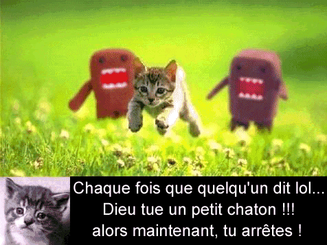 pauvre chat 